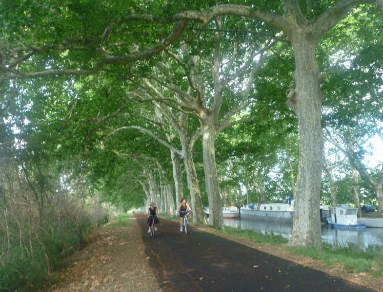 Grands platanes salutaires en 2010 le long du canal du midi
