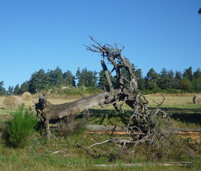 Figure symbolique en margeride en 2010
