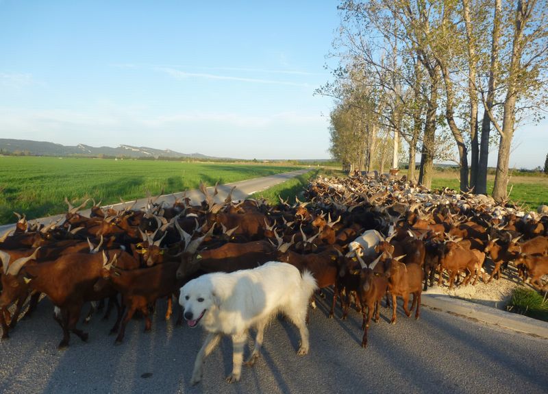 Patou camarguais en 2011