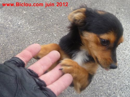 Petit chien renontré un matin de juin 2012