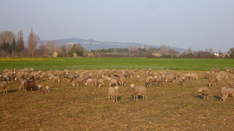 Les montons et le Patou..