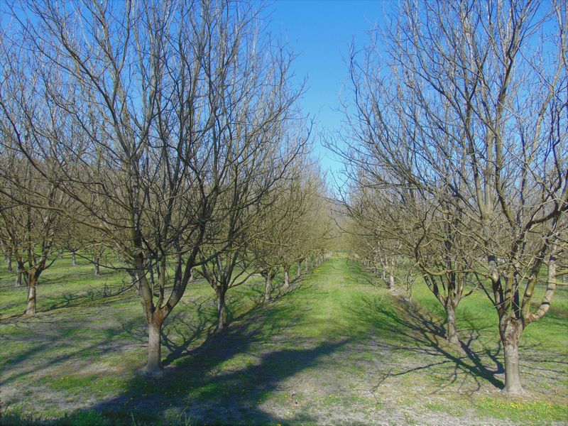 Des noyers encore et encore