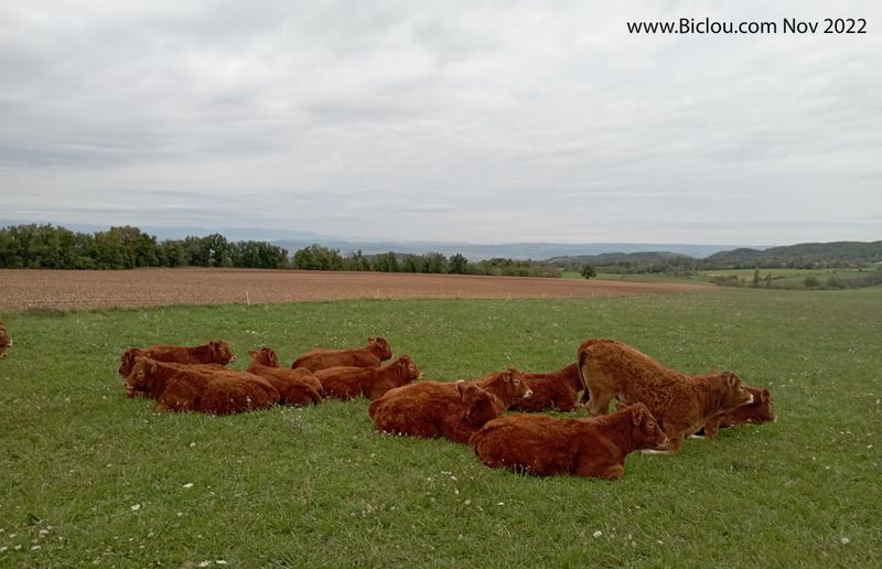 Réunion bovine en Drôme