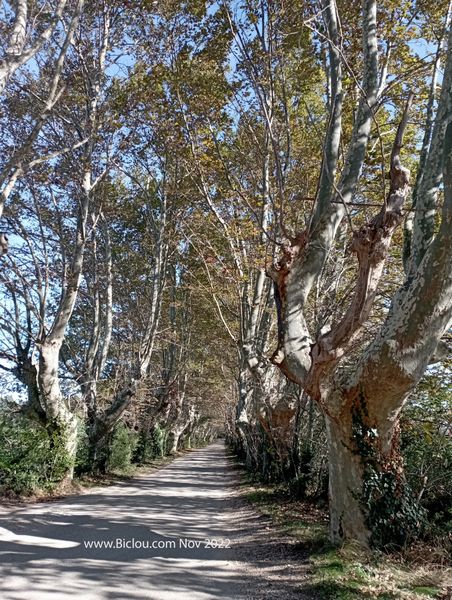 Sorgues : Vent dans les platanes