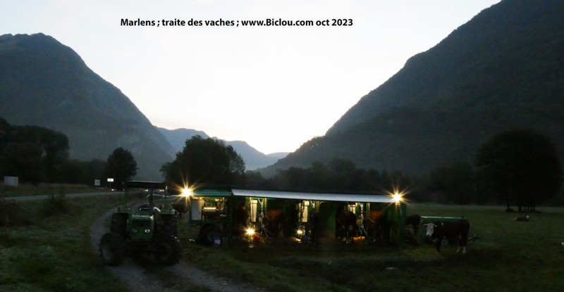 Marlens ; traite des vaches au petit matin