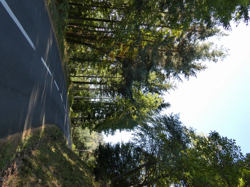 Parcours forestier vers le Gerbier de Jonc
