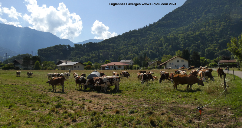 vaches-englannaz-faverges