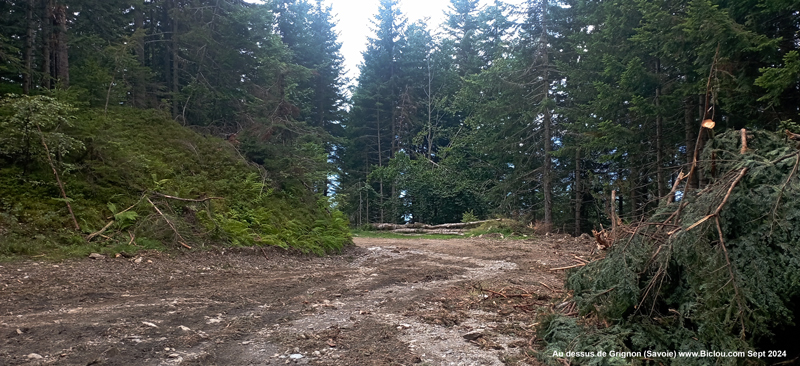 piste-forestiere-foret-rhonne