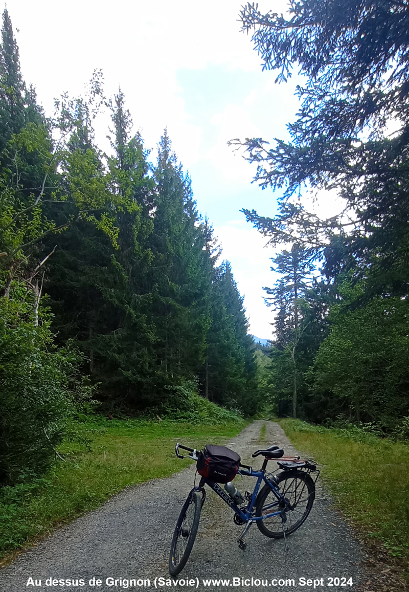 foret-rhonne-sommet-piste-forestiere-1er-palier
