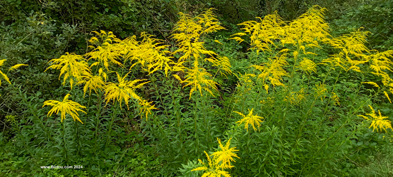 fleurs-jaunes-verges-d-or-du-canada-solidage