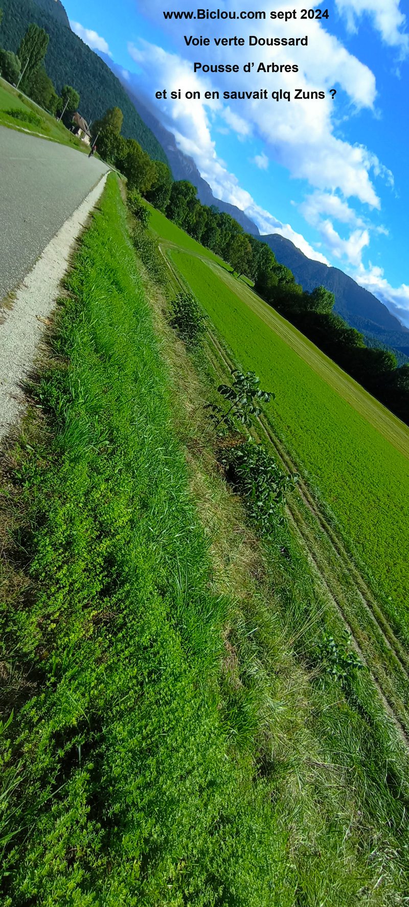 Arbres-long-voie-verte-doussard-2024