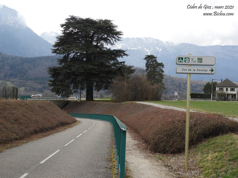 Le-Cedre-de-Giez-mars-2021-et-balisage-voie-verte