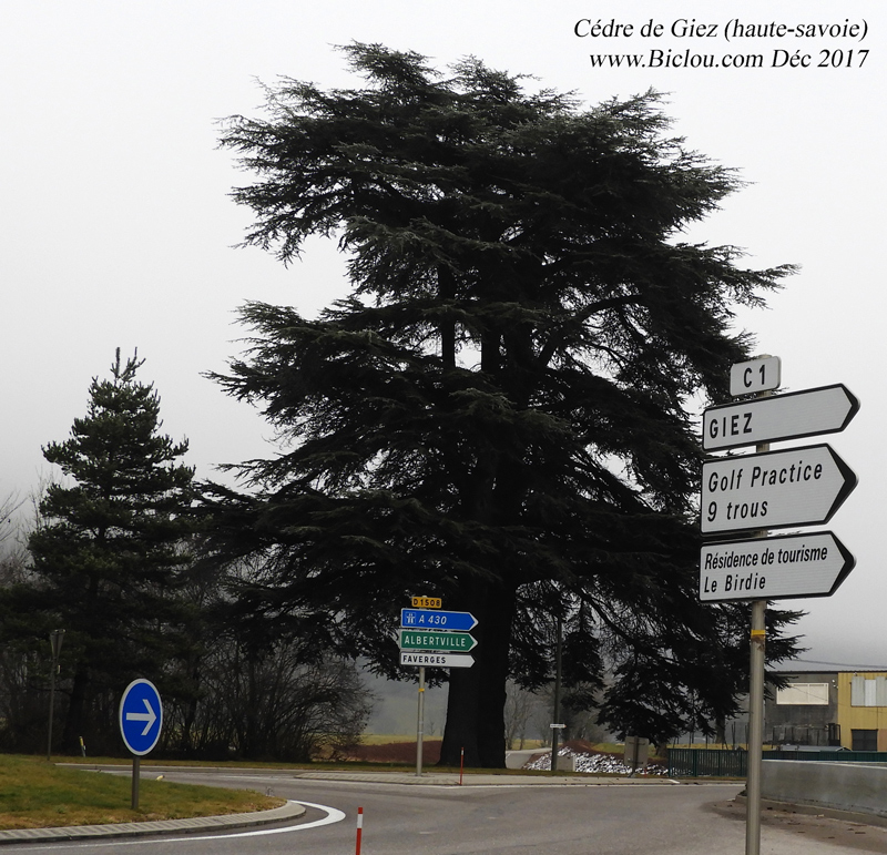 tjrs-le-cedre-de-giez-ma-ki-le-voie-?